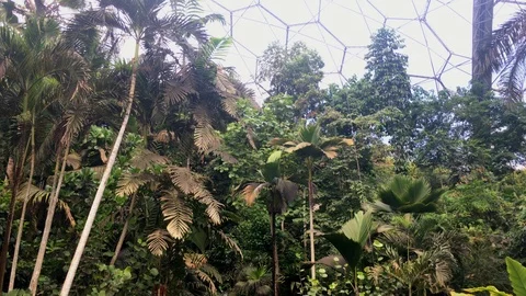 Tilt down the inside of the rainforest biome in The Eden Project Stock-Footage 96492069