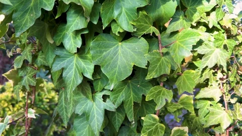Tilt down on ivy leaves Stock Footage 264533502