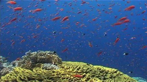 Tilt Down Of Large Cabbage Coral (Turbinaria)  Stock Footage 301019708