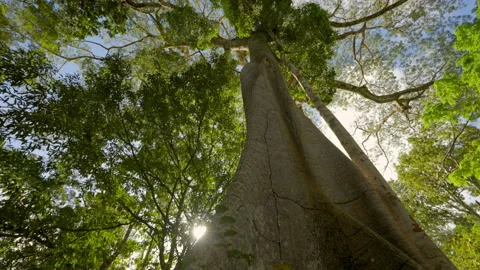 Tilt Down Low Angle View Of Tall Tree In Amazon Rainforest - Manaus, Brazil Stock Footage 231835815