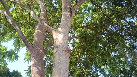 Tilt Down Low Angle View Of Tall Trees In a garden 库存影片 333555251