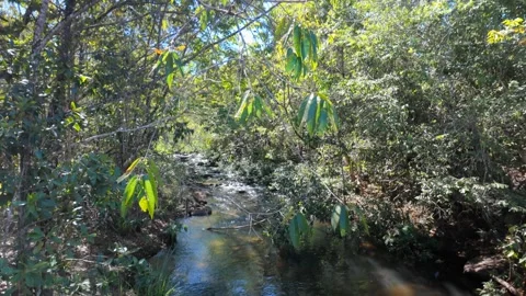 Tilt down from lush green canopy revealing a peaceful forest stream Stock Footage 340276509