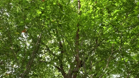 Tilt Down Lush Trees Summer Prince William Forest Park 4K 스톡 동영상 210221309