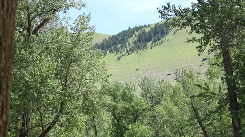 Tilt Down from Mountain to Fast Flowing River in Missoula, Montana Video stock 50542733