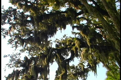 Tilt Down From Oak Tree to Kayaks Stock Footage 142508