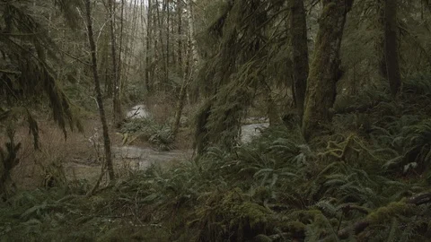 Tilt down of old growth forest to river below Stock Footage 122402049