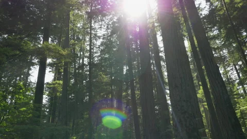 Tilt down, old-growth forest canopy and hikers on a boardwalk, Vancouver Island Stock Footage 140408092
