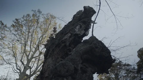 Tilt down old tree in the front yard Stock Footage 91134176