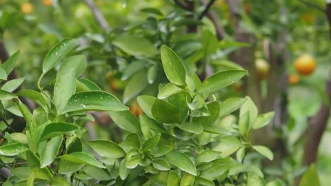 Tilt down of oranges branch with green leaves on tree in orange plantation. Stock Footage 152806486