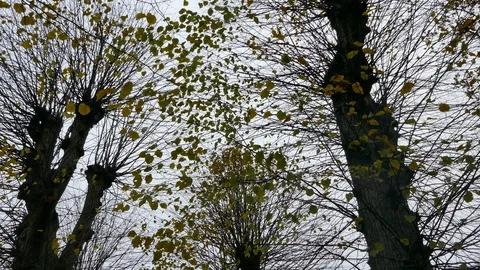 Tilt down over branches of an autumn tree with colorful leaves Stock Footage 126096731