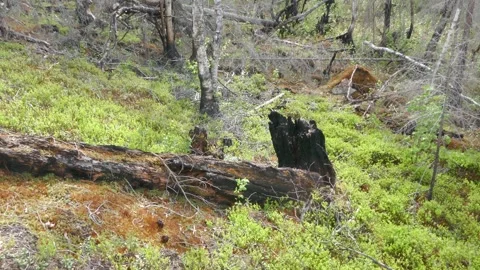 Tilt down over charred stumps fallen logs scattered across a mossy forest floor. Stock Footage 318196266