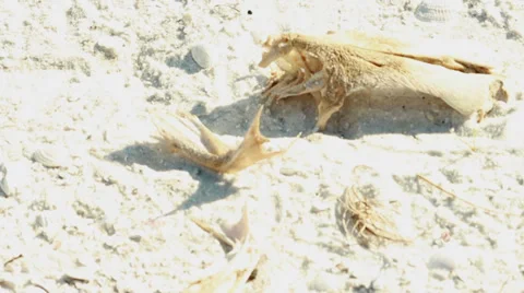 Tilt down over fossilized fish remains 스톡 동영상 37144680