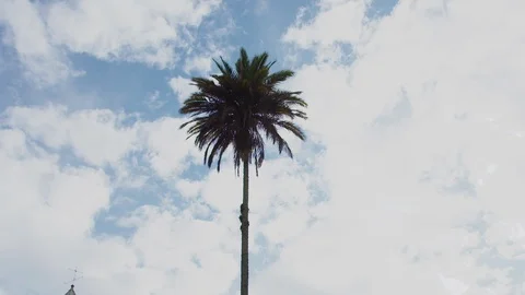 Tilt Down Palm Tree to Bell Tower in Columbia Stock Footage 120581033