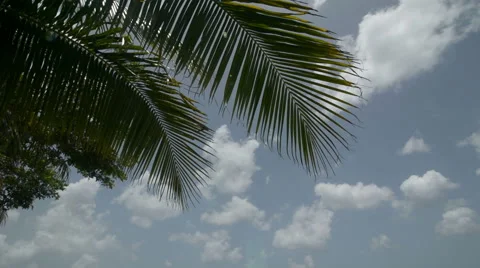 TILT down from palms to beach and foilage Stock Footage 46621264