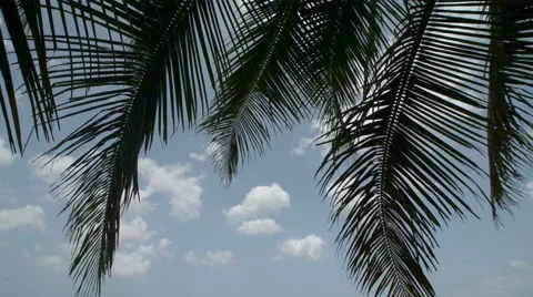TILT down from palms to caribbean beach Stock Footage 46621404