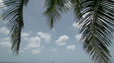 TILT down from palms to caribbean beach 2 Stock Footage 46621616