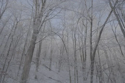 Tilt Down - Park Tree Snow Winter Day - VLOG Stock Footage 168903524