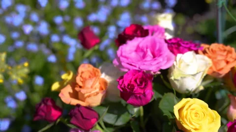 Tilt-down past bunch of colourful roses in a garden of colourful flowers Video stock 242863557