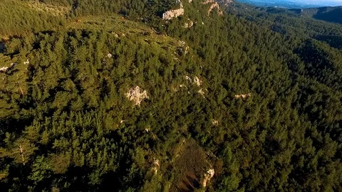 Tilt Down to the Pine Forest Aerial View Stock Footage 130106143