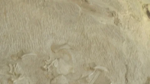 Tilt Down Prehistoric Dinosaur Bones Stuck in Wall of Bones Stock Footage 121590791