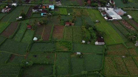 Tilt down push forward above green garden Plots crossing street, Aerial Stock Footage 205176380