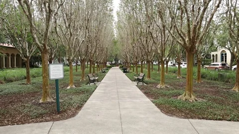 Tilt down push in shot at park Video stock 245452768