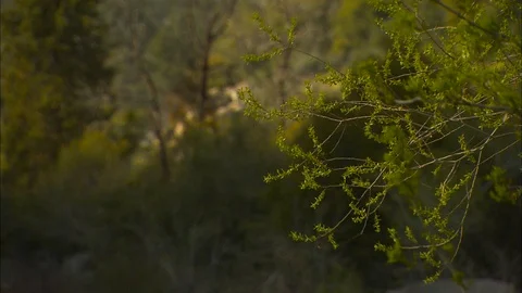 Tilt down to rapids with boulders rack focus Stock Footage 87352828