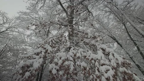 Tilt Down Red Oak Tree White Snow On Branches Leaves Minnesota Forest Winter Stock Footage 228883806