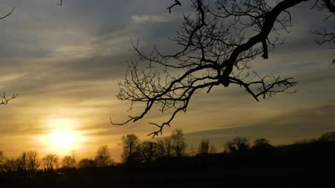 Tilt down to reflection of tree in muddy puddle at sunset Video stock 234051654