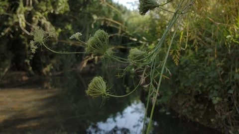 Tilt down of river Stock Footage 124984789