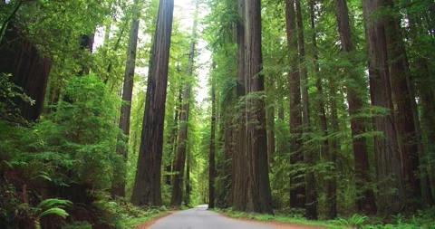 Tilt Down Onto Road In Redwood Forest, California Stock Footage 149696237