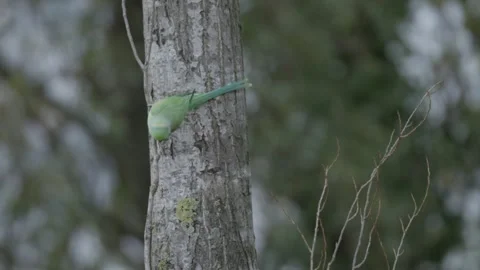 Tilt down of Rose-ringed parakeet perched on a trunk, in The Hague Video stock 253200258