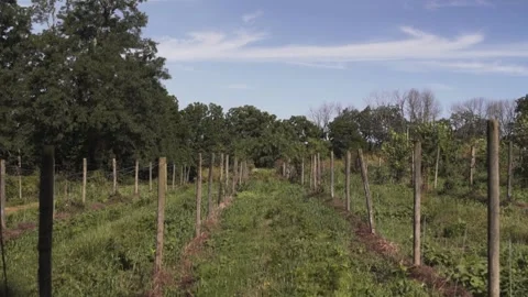 Tilt Down in Row of Winery Stock-Footage 231239995
