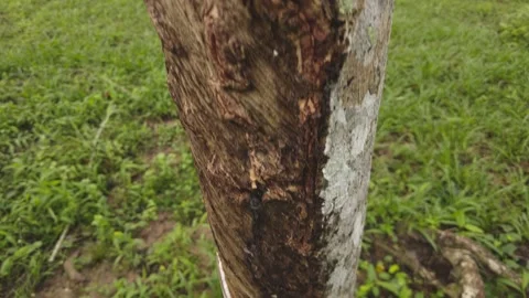 Tilt down, a rubber tree, and a bowl filled with latex in the rubber plantation. Stock-Footage 256866266