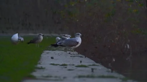 Tilt down from seagulls flying to ones in water Vidéo 264771850