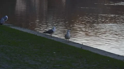 Tilt down from seagulls flying to ones in water, Rome Italy Stock-Footage 264771891