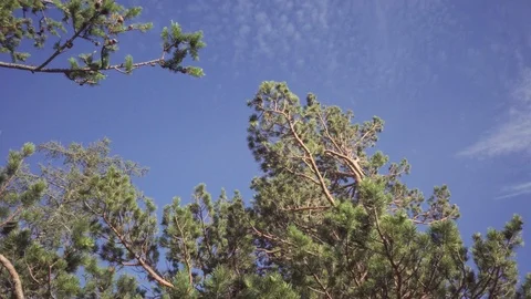 Tilt down shooting the pine tree. Stock Footage 112608708