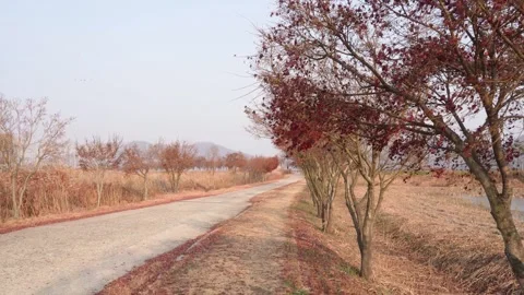 Tilt Down Shot of Autumn Trees Along Riverside Path, Suncheon South Korea 스톡 동영상 324960815