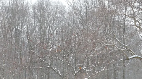 Tilt down shot of berry tree in winter with bird flying away and fox feeding Stock Footage 100236167