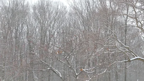 Tilt down shot of berry tree in winter with bird flying away and fox feeding - Stock Footage 122668228