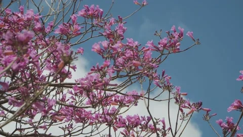 Tilt down shot of a blooming Jacaranda tree against blue sky Stock-Footage 141474340