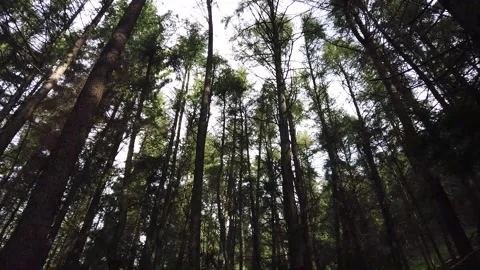 Tilt Down Shot in the Forest Landscape Video stock 145761043