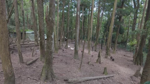 Tilt Down Shot of Free Range Chickens Foraging in Natural Forest Environment Stock Footage 340414027