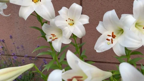 Tilt down shot of large and pure white lilies Stock Footage 312652416
