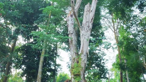 Tilt-down shot of a large dead tree trunk standing inside a lush green forest. Stock Footage 337768250