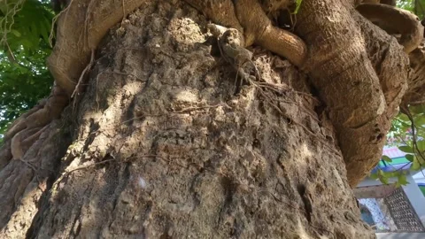 Tilt Down Shot of Massive Banyan Tree Canopy to Roots Stock Footage 314207949