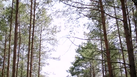 Tilt-down Shot In The Middle Of The Green Forest During A Sunny Day Stock Footage 142003081