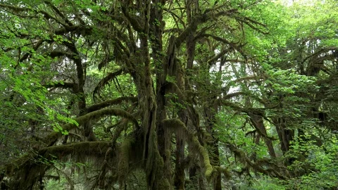 Tilt down shot of a moss covered tree at hoh rainforest in olympic np Stock Footage 98620753