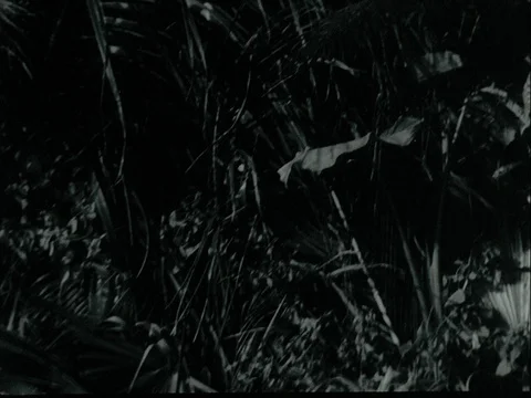 Tilt down shot of natives playing drums in jungle, 1970s Stock Footage 90728213