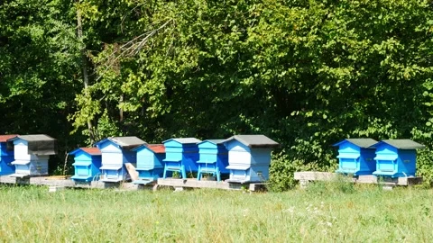 Tilt down shot over colourful beehives Video stock 152733652